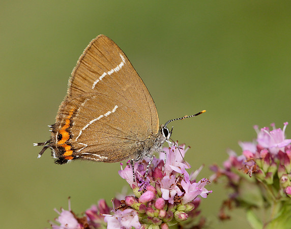 White-letter Hairstreak Satyrium w-album