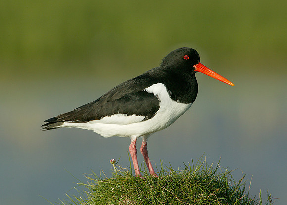 Oystercatcher Haematopus ostralegus