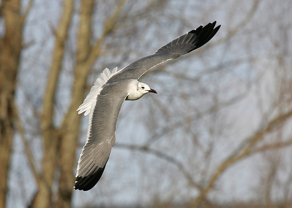 Laughing Gull Larus atricilla