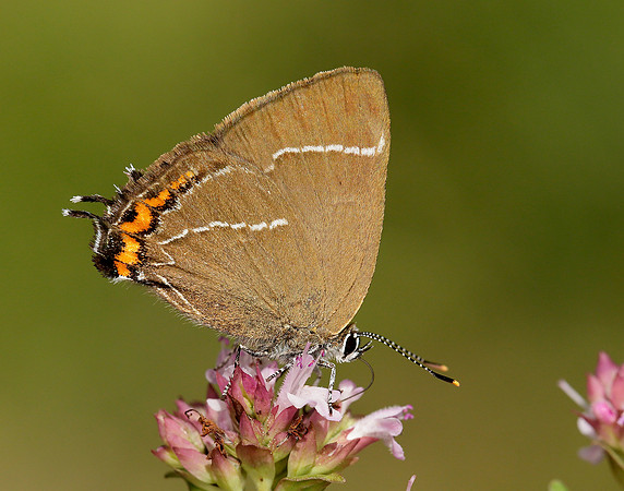 White-letter Hairstreak Satyrium w-album