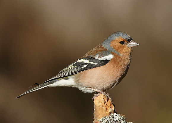 Chaffinch Fringilla coelebs