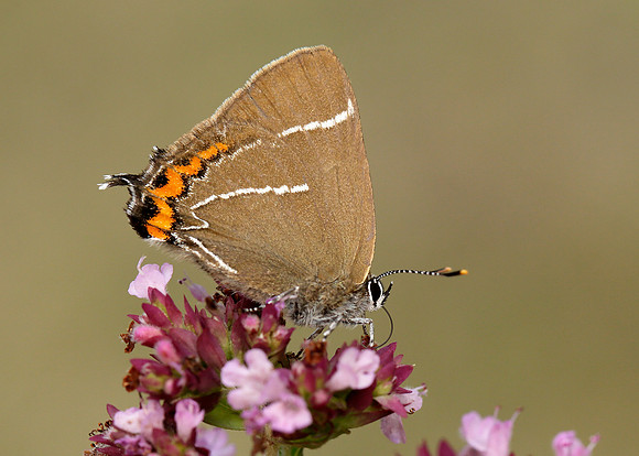 White-letter Hairstreak Satyrium w-album