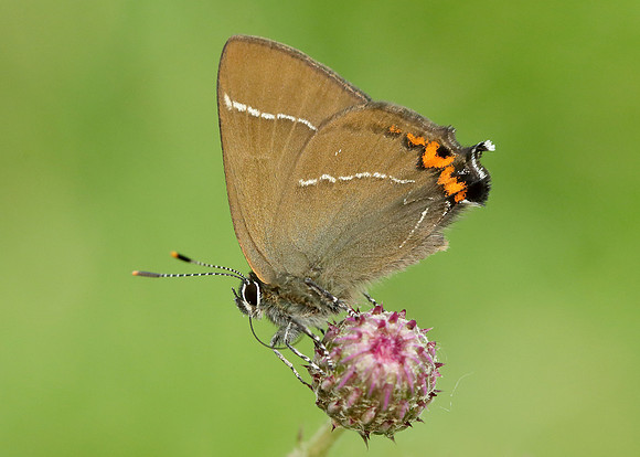 White-letter Hairstreak Satyrium w-album