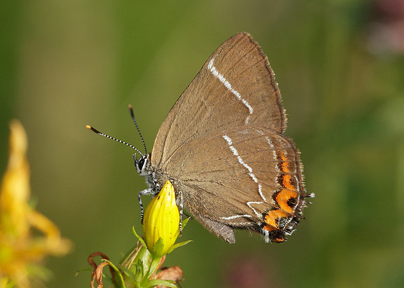 White-letter Hairstreak Satyrium w-album