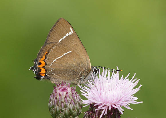 White-letter Hairstreak Satyrium w-album
