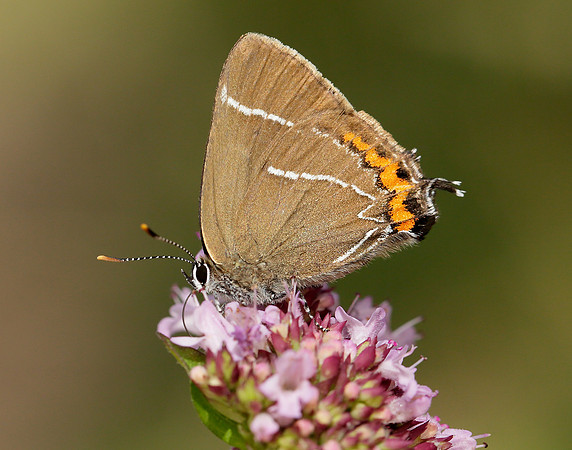 White-letter Hairstreak Satyrium w-album
