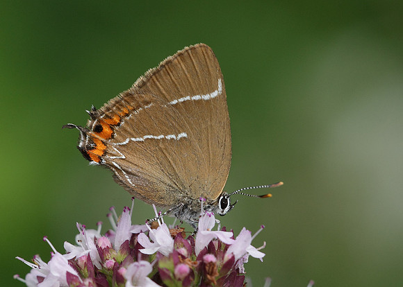 White-letter Hairstreak Satyrium w-album