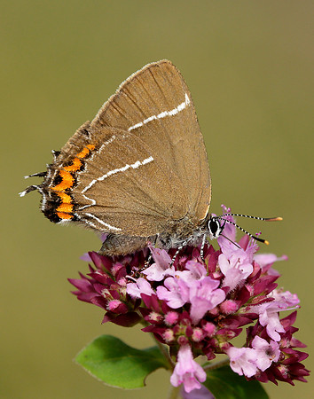 White-letter Hairstreak Satyrium w-album