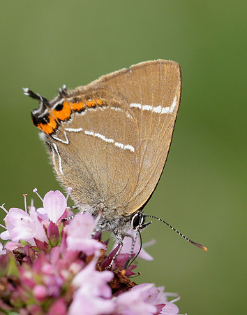 White-letter Hairstreak Satyrium w-album