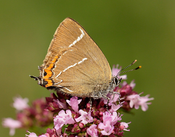 White-letter Hairstreak Satyrium w-album