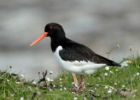 Oystercatcher Haematopus ostralegus