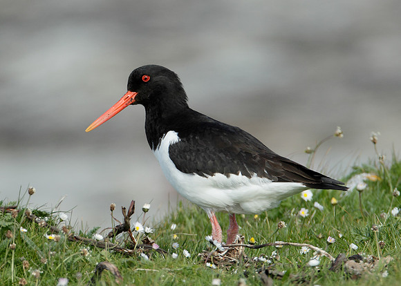 Oystercatcher Haematopus ostralegus