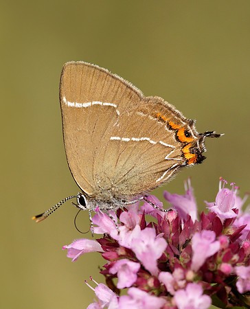 White-letter Hairstreak Satyrium w-album