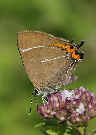 White-letter Hairstreak Satyrium w-album