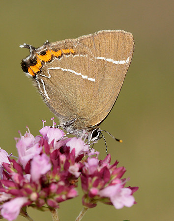 White-letter Hairstreak Satyrium w-album