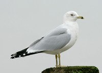 Ring-billed Gull Larus delawarensis