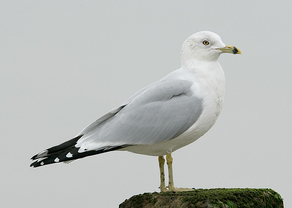 Ring-billed Gull Larus delawarensis