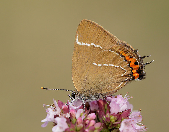White-letter Hairstreak Satyrium w-album