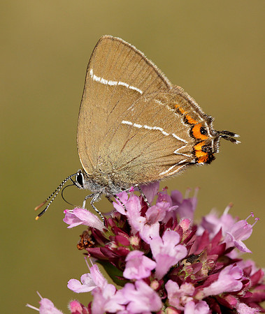 White-letter Hairstreak Satyrium w-album