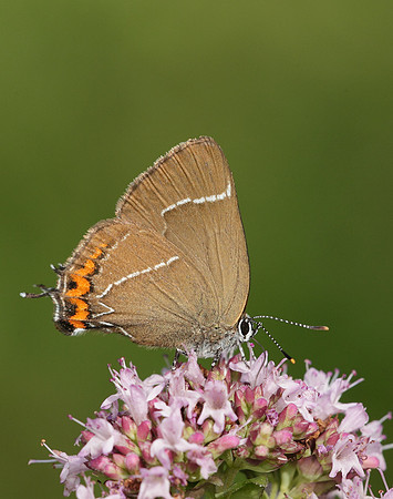 White-letter Hairstreak Satyrium w-album