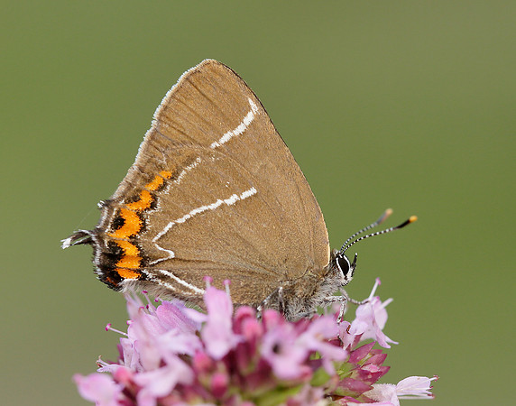 White-letter Hairstreak Satyrium w-album