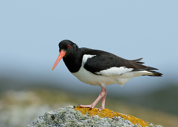 Oystercatcher Haematopus ostralegus