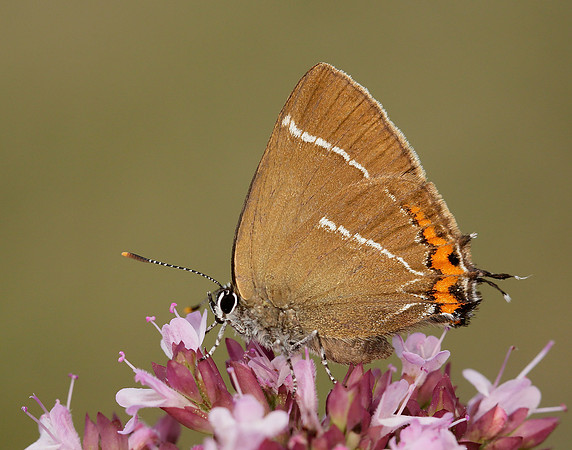 White-letter Hairstreak Satyrium w-album