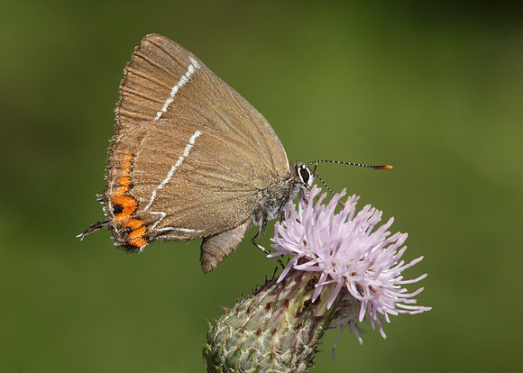 White-letter Hairstreak Satyrium w-album