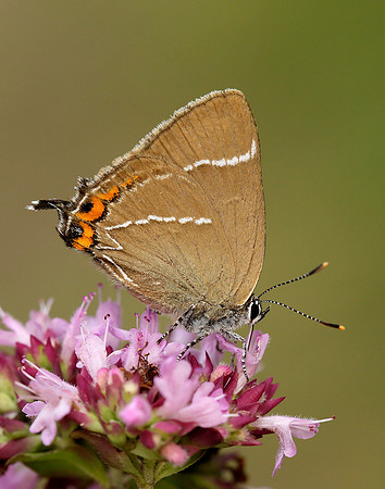 White-letter Hairstreak Satyrium w-album