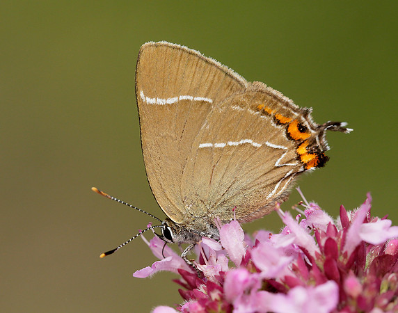 White-letter Hairstreak Satyrium w-album