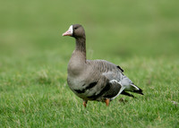 White-fronted Goose Anser albifrons