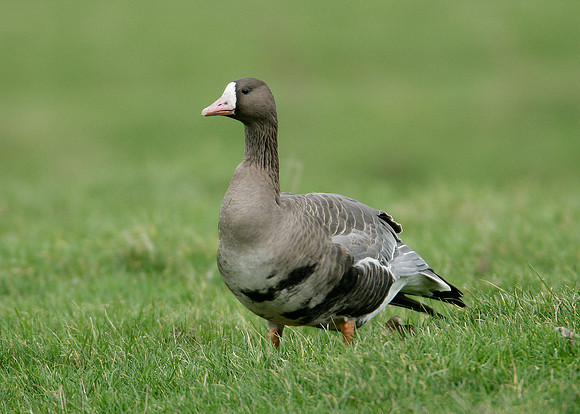 White-fronted Goose Anser albifrons