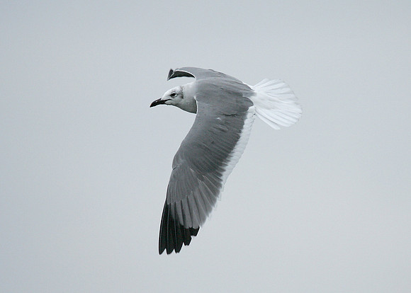 Laughing Gull Larus atricilla