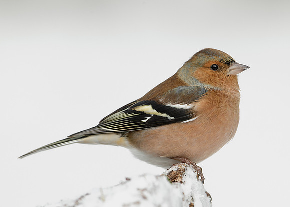 Chaffinch Fringilla coelebs