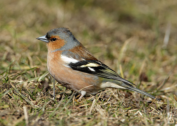 Chaffinch Fringilla coelebs