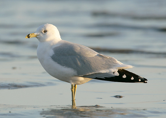Ring-billed Gull Larus delawarensis