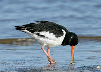 Oystercatcher Haematopus ostralegus