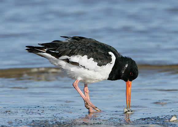 Oystercatcher Haematopus ostralegus
