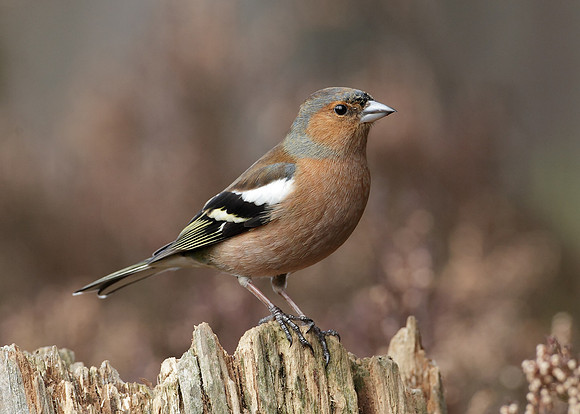 Chaffinch Fringilla coelebs