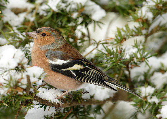 Chaffinch Fringilla coelebs