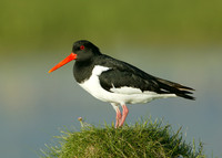 Oystercatcher Haematopus ostralegus