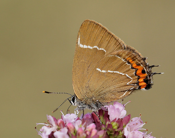 White-letter Hairstreak Satyrium w-album