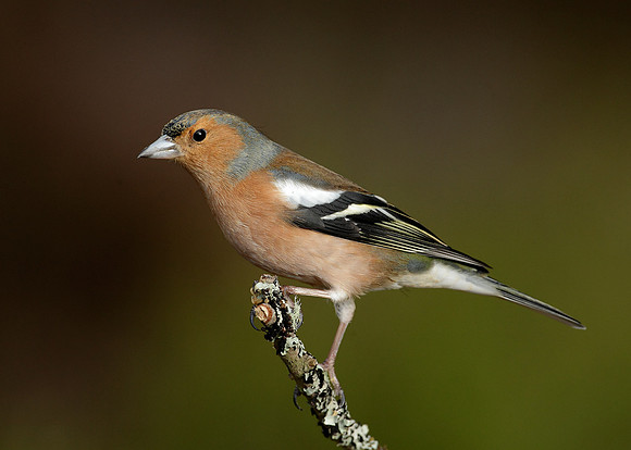 Chaffinch Fringilla coelebs