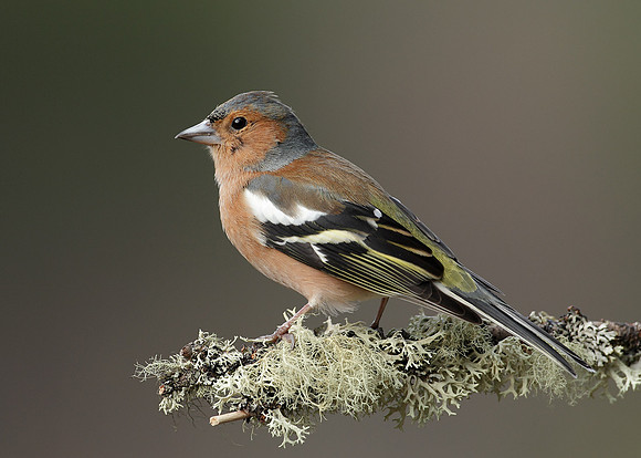 Chaffinch Fringilla coelebs