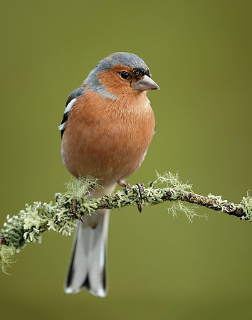 Chaffinch Fringilla coelebs