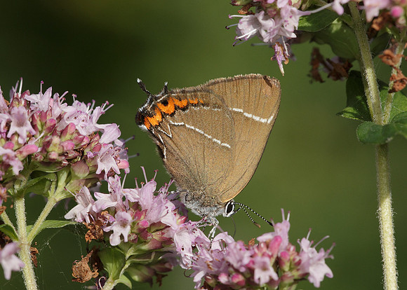 White-letter Hairstreak Satyrium w-album