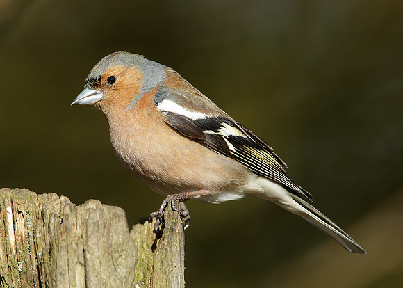 Chaffinch Fringilla coelebs