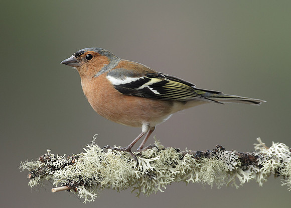 Chaffinch Fringilla coelebs