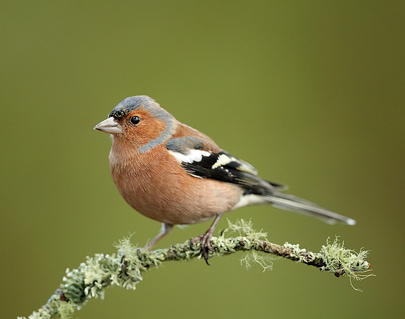 Chaffinch Fringilla coelebs