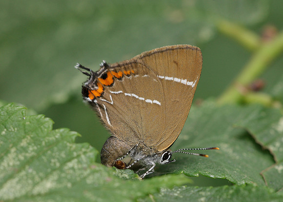 White-letter Hairstreak Satyrium w-album